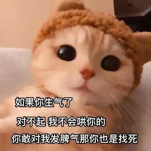 萌宠猫星人如果你生气了我不会哄你的呆萌可爱gif动图_动态图_表情包