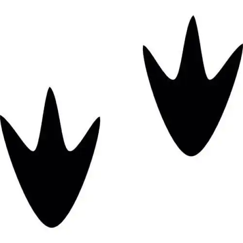 白天鹅简笔画脚蹼鸭子脚印卡通简笔画所有小动物脚印简笔画鸭子脚印