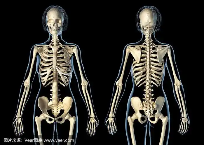 人类骨架,女人,顺序,背面视角,正面视角