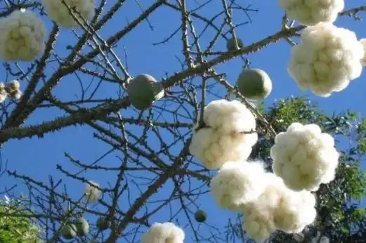 白色木棉花的花语是什么