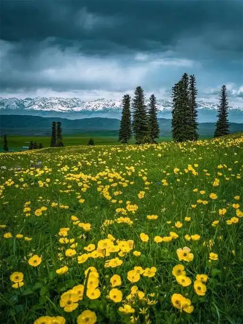 壁纸 成片种植 风景 植物 种植基地 桌面 660_880 竖版 竖屏 手机