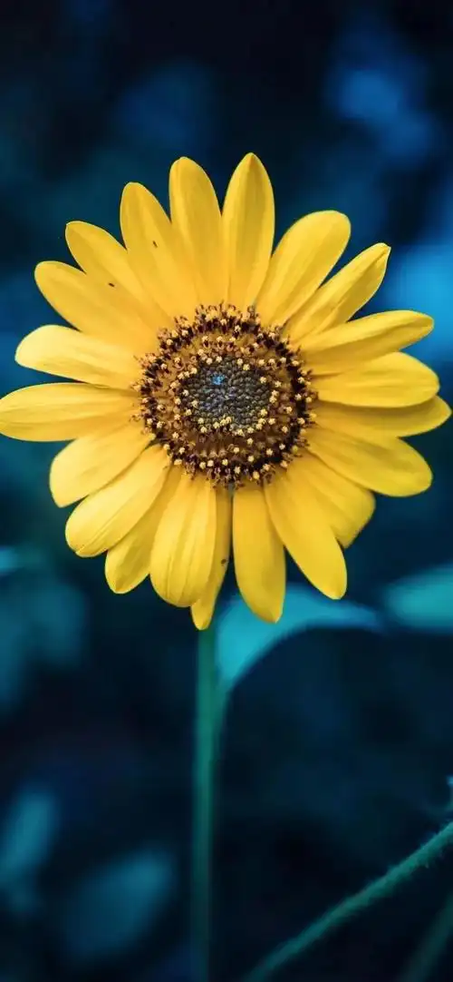 向阳而生,唯美的向日葵壁纸,全屏高清无水印_网易订阅