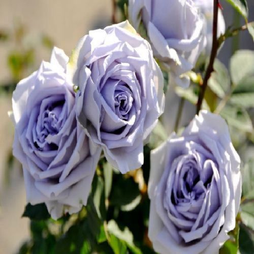 日本月季 蓝色礼服 实生根接苗 品种原因长得慢