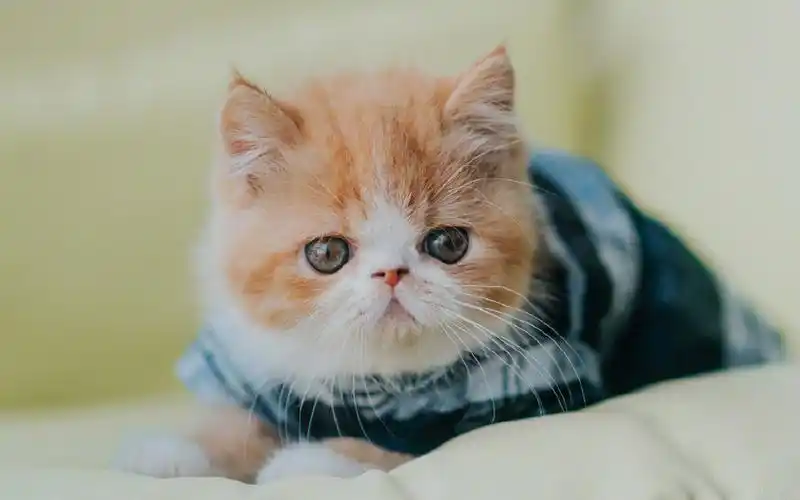 超可爱软萌的小猫咪电脑壁纸-动物壁纸-壁纸下载-美桌网