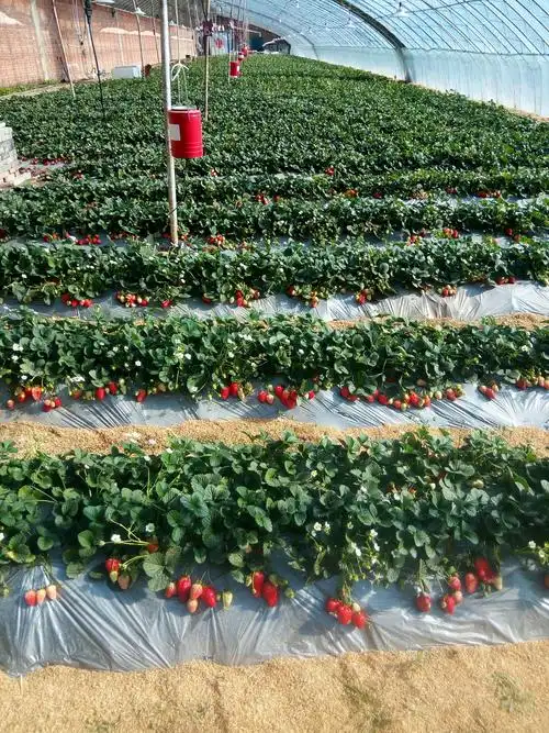 扎兰屯卧牛河镇马场四队草莓采摘园开园了地址:卧牛河镇马场四队草莓