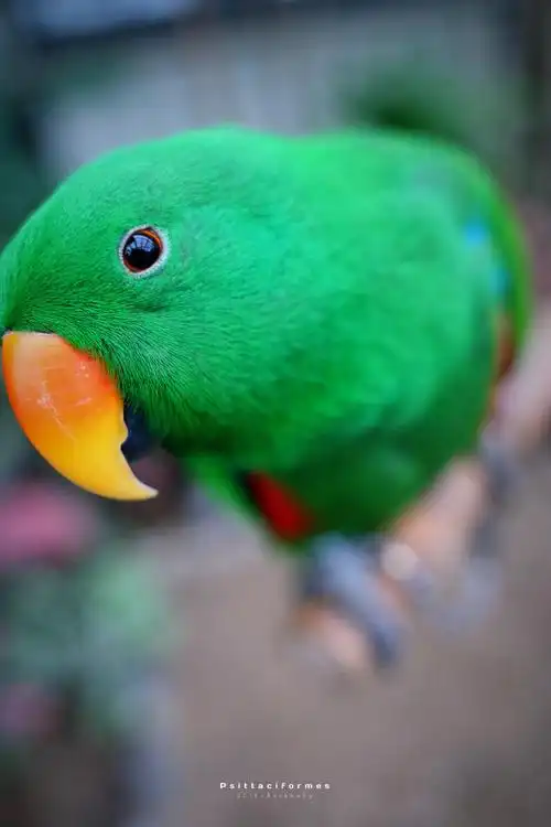 妈妈养过的京巴犬,爷爷养过黄鸟,还有我养过的鹦鹉,红嘴绿毛,很是鲜艳