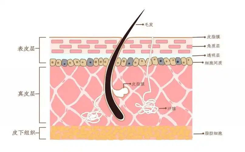 皮脂膜受损了怎么办?