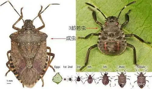 益蝽研究小记:同样是蝽,它却是吃蝽的蝽