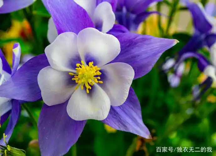 鲜花欣赏:分享一组秀丽优雅的鲜花美图,非常好看