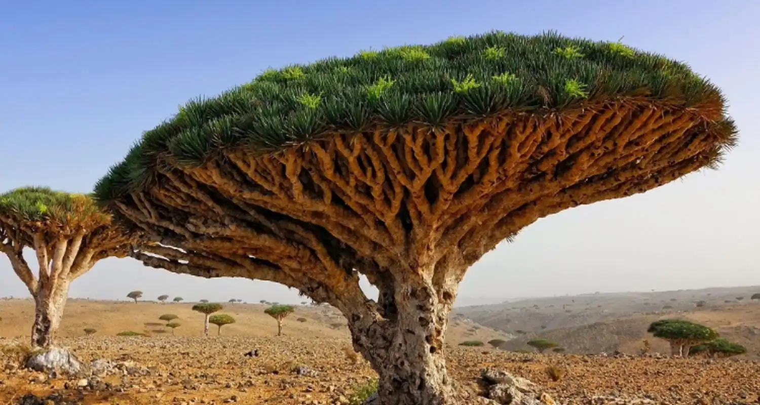 世界上最奇特的植物 龙血树,最壮观的树 龙血树生长在索科特拉岛