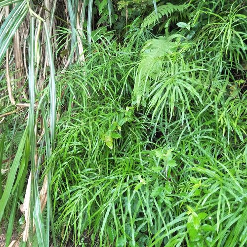 凤尾新鲜500g包邮草鸡鸡脚草金鸡尾五指井边其他药食同源食品