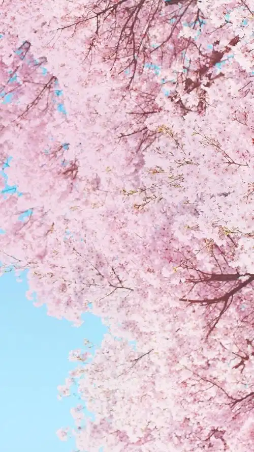 超唯美的个性透明手机壁纸樱花系列 少女心樱花系列手机壁纸图片