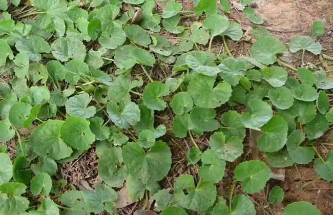 金钱草的功效与作用