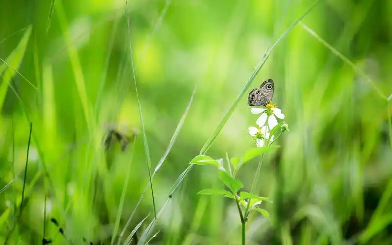 绿色护眼小清新植物高清图片桌面壁纸