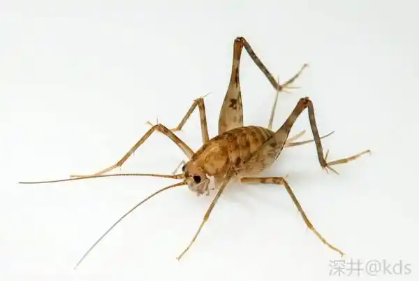 kds 宽带山 灶马蟋,又名灶蟋,灶蟀,灶姬, 灶姬娘娘(旧社会的道家思想