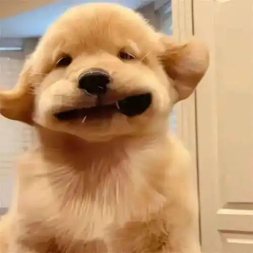 沙雕头像一看就不正常的头像