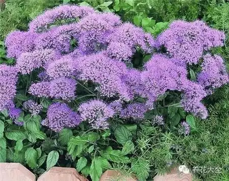 虽然我是野草,但我也用力绽放着青春