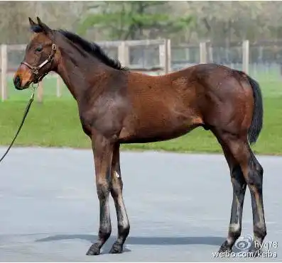 orpen2016(父大震撼)成交价2亿8000万日元里见治买下两匹高价马之后