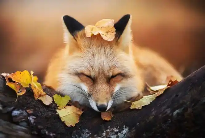 秋日的可爱动物们