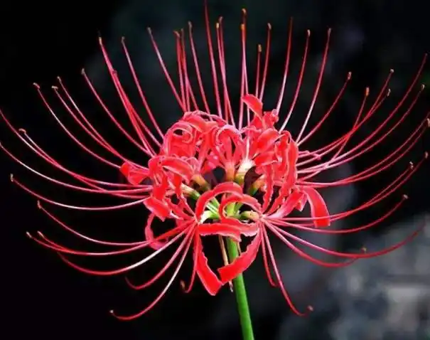 彼岸花个性签名伤感句子(关于彼岸花的个性签名古风)