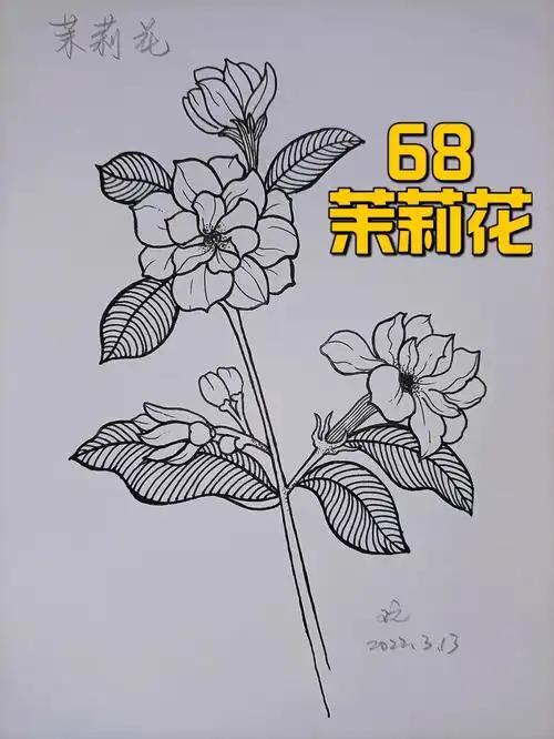 茉莉花