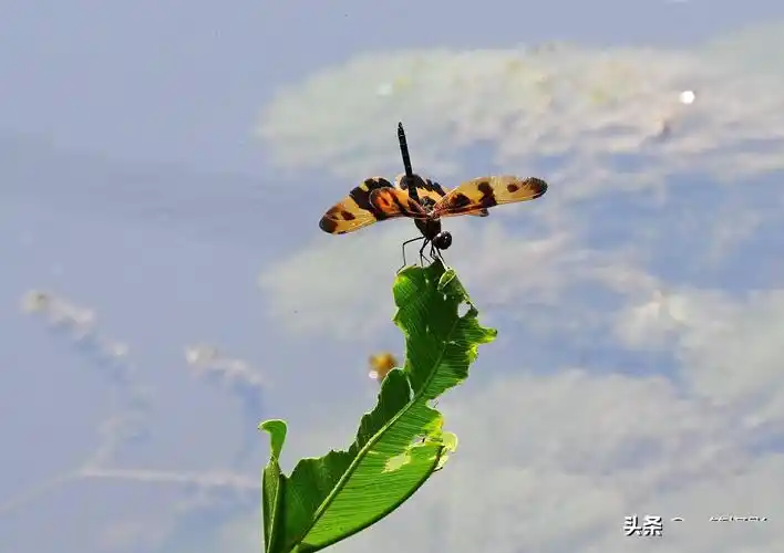 池塘边,蜻蜓飞舞