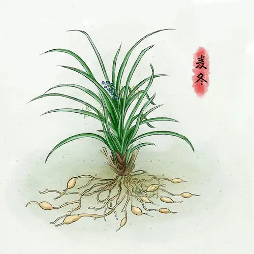 中医中草药药材