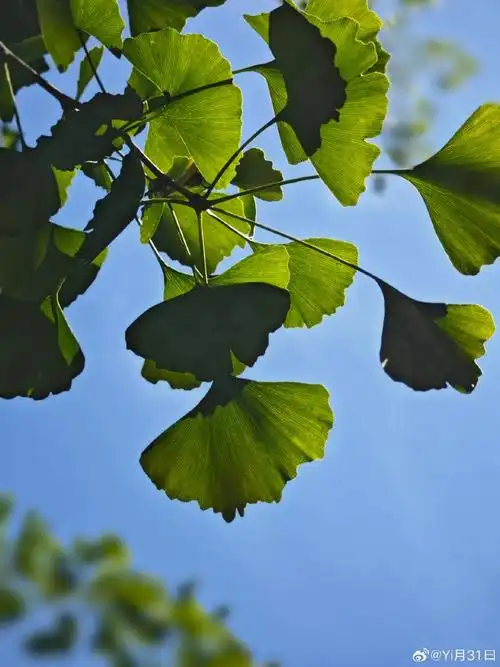 绿色让人安静,让人心情愉悦,让忙碌的一周消除疲劳.
