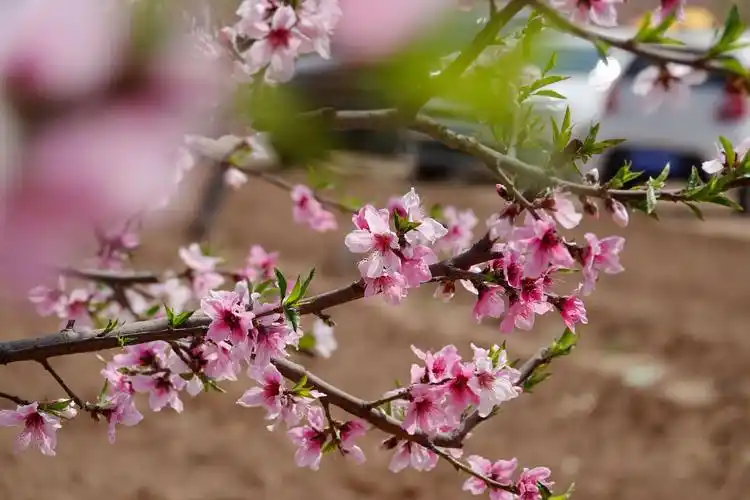桃花盛开伴春风