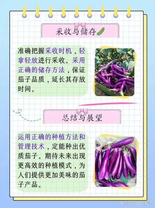 接下来小编会将详细介绍茄子的种植方法和管理技术,帮助你成功种植出