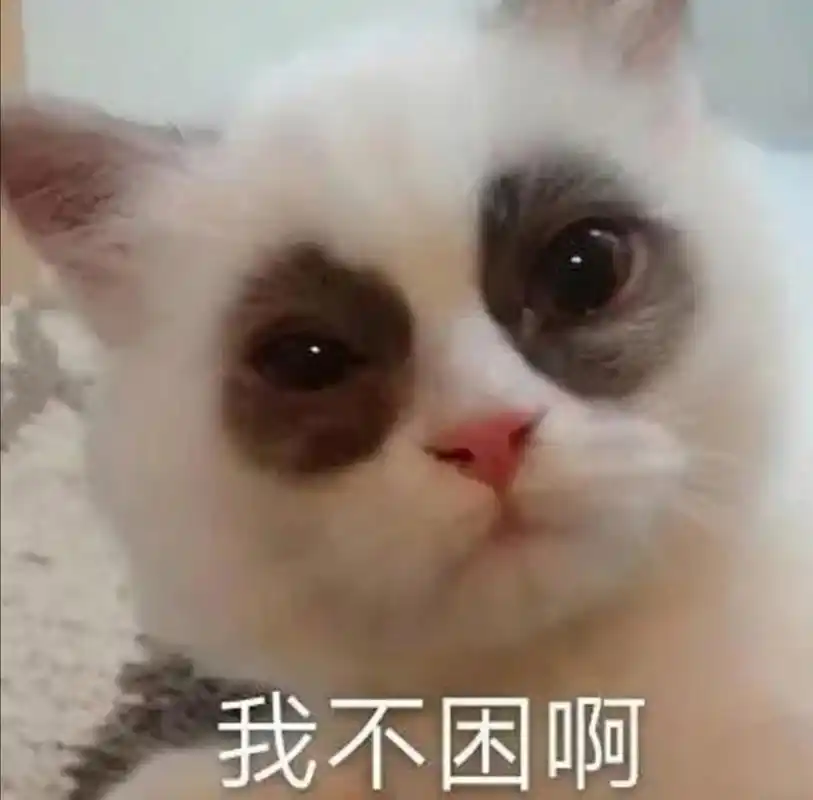 你确定你现在不需要睡觉98?#搞笑# #猫