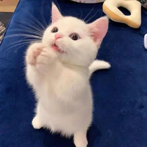 超多女生都用过它们做头像你是其中之一吗