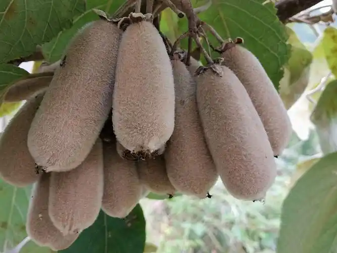 猕猴桃温州华特白毛5斤水果奇异果野生特产泰顺奇异果