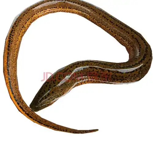 捕捞正宗黄鳝鱼长鱼黄鳝血炖汤鳝鱼鲜活现捕 2斤