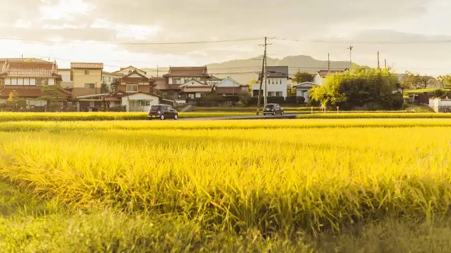 稻田唯美淡雅小清新的图片