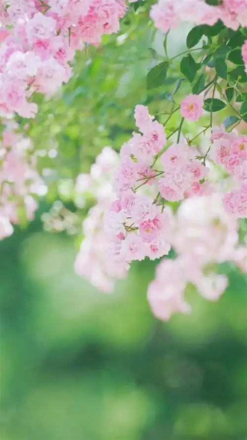 日系小清新唯美风景,高清图片,手机锁屏桌面-壁纸族