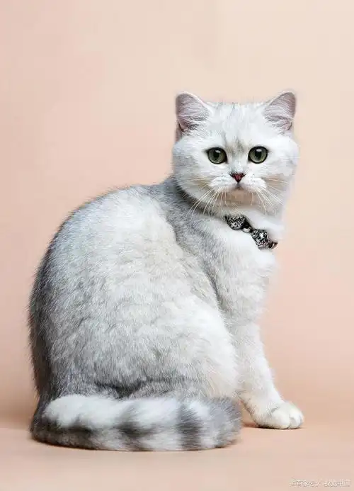 银渐层:英国短毛猫中的珍稀品种