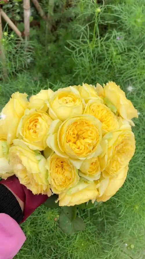 月季凯特琳娜#南宁玫瑰月季园