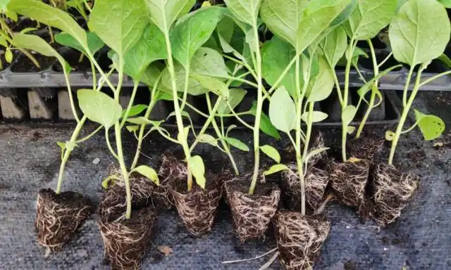 1棵茄子苗可以结多少茄子