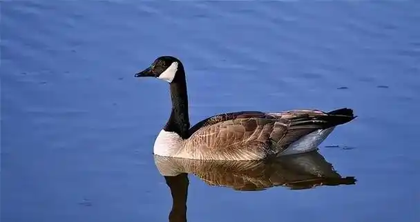 回顾:受人欢迎的加拿大雁,屡次空投粪便,出口伤人,它的危害有多大