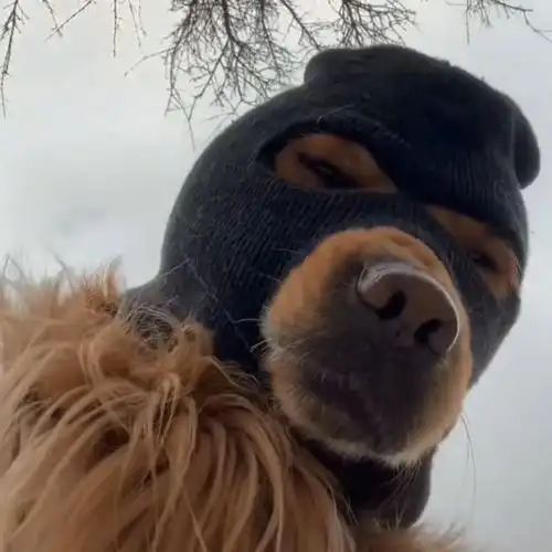 凤凰战士头套 蒙面带头套的金毛牛掰搞怪面罩凤凰战士精英网红搞笑