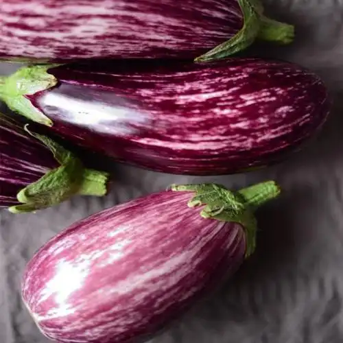 有机奶油茄紫霞茄子花皮茄子新鲜新品种