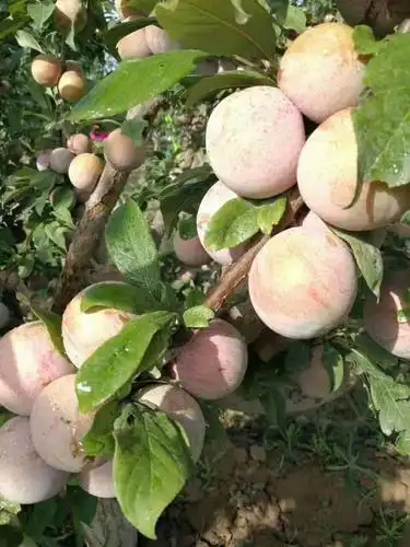 新品种恐龙蛋李子苗 嫁接苗 品质保真 死苗补发包成* 技术