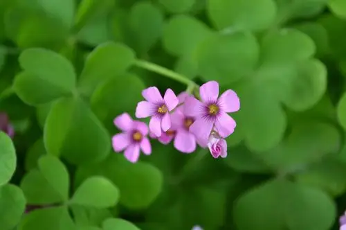 开花的四叶草图片