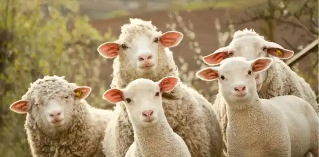 绵羊|山羊|野兔|野猪_网易订阅