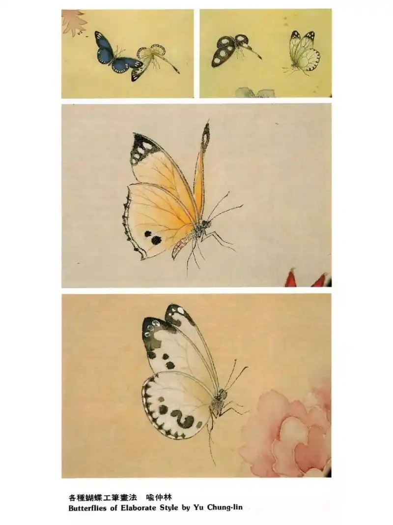 工笔画步骤分享(蝴蝶画法二) ▲腹部画法:蝴蝶腹部上下颜色不同,腹