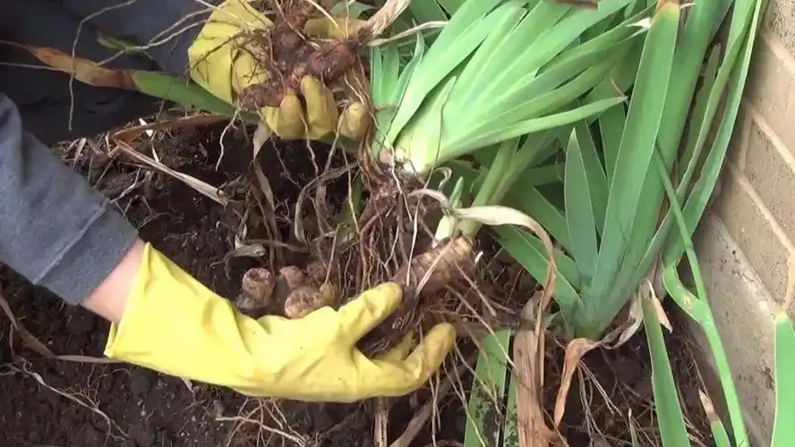 鸢尾花分株繁殖后更容易开花,终于知道为啥养几年就没花了