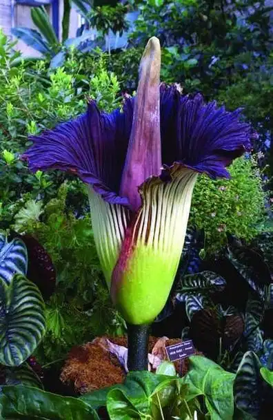 全球最漂亮罕见的花的花语,世界上最稀奇美丽的花有那些