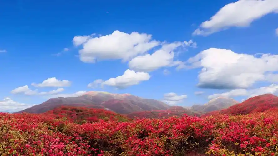 乡土散文映山红