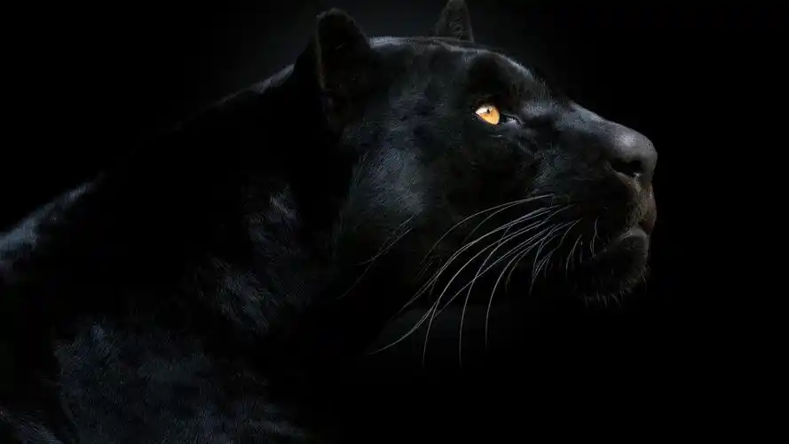 凶猛动物黑豹图片-动物壁纸-高清动物图片-第7图-娟娟壁纸